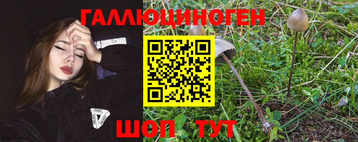 Мурманск  Псилоцибиновые грибы мицелий  хочу наркоту  Вход с VPN 